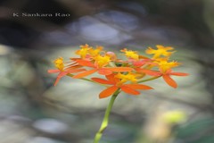 Epidendrum radicans
